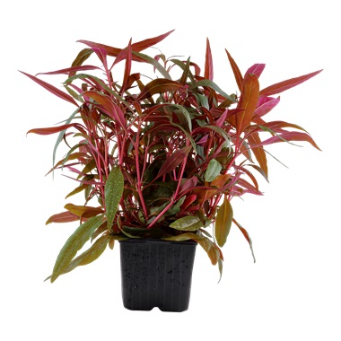 Alternanthera Reineckii 'Pink'