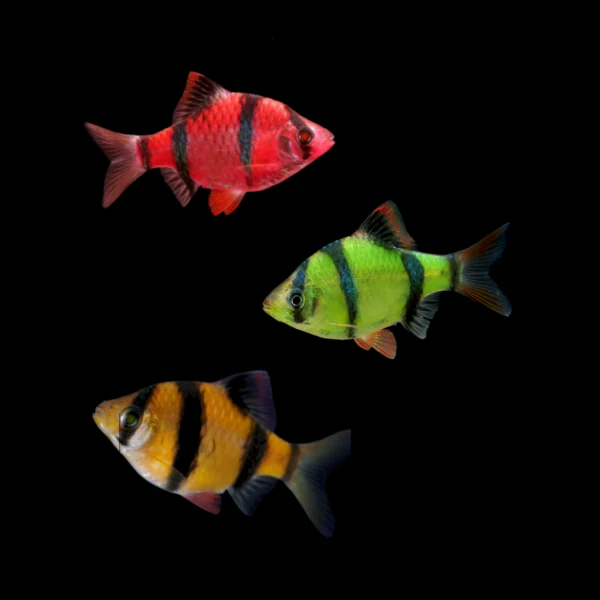 Glofish - Tiger Barb Mixed
