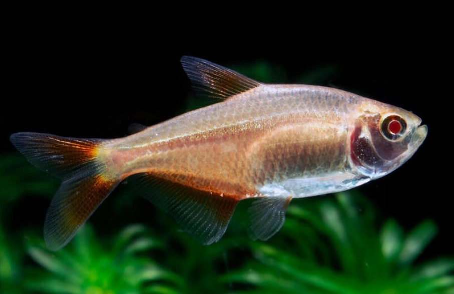 TETRA BUENOS AIRES ALBINO