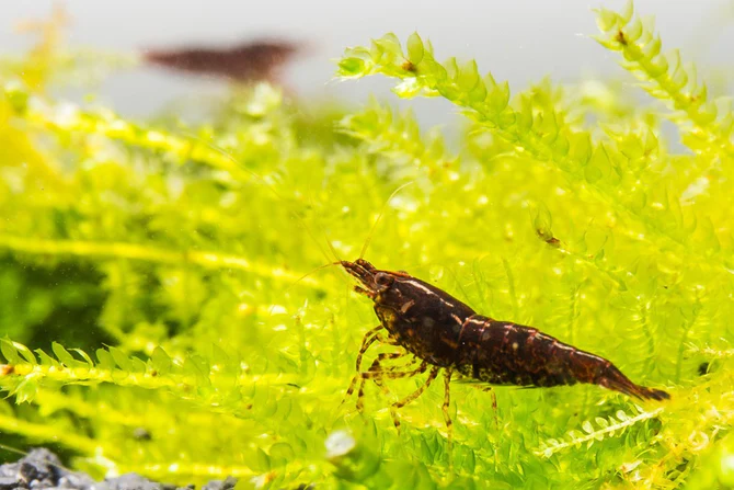 Black Chocolate Shrimp