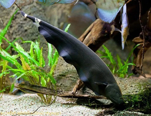 BLACK GHOST KNIFE FISH - Image 2