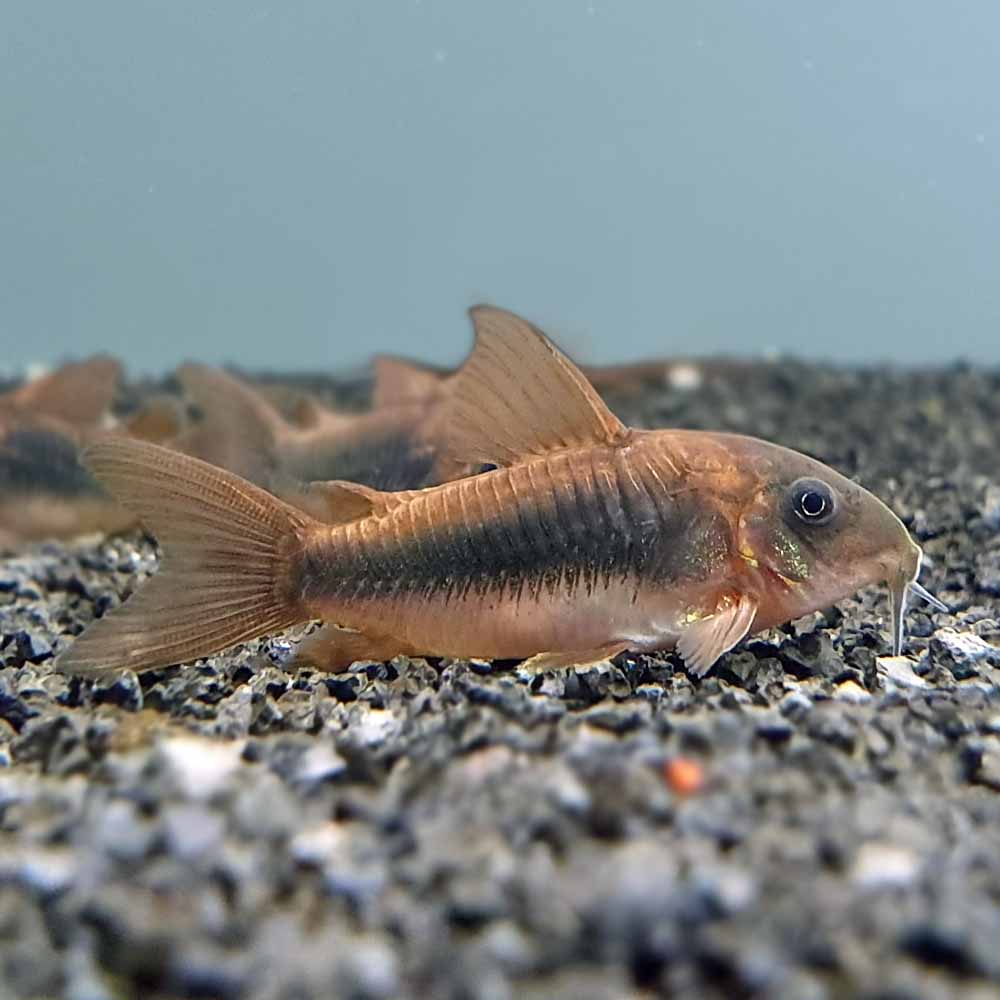 Bronze Coryderas
