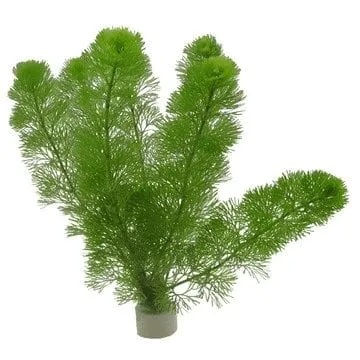 Cabomba Caroliniana