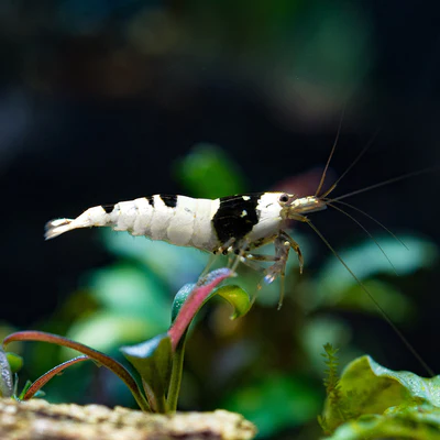 Crystal Black Shrimp - Image 2
