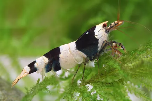 Crystal Black Shrimp