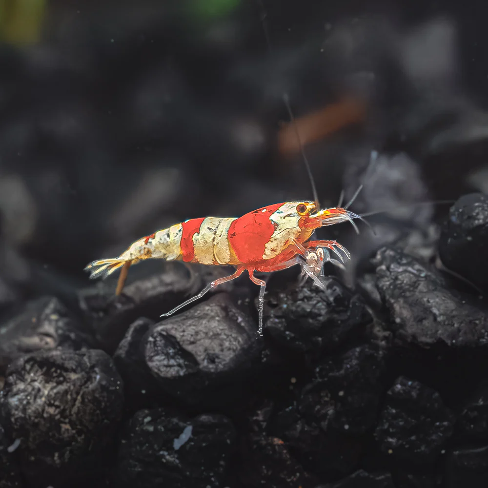 Crystal Red Shrimp - Image 2