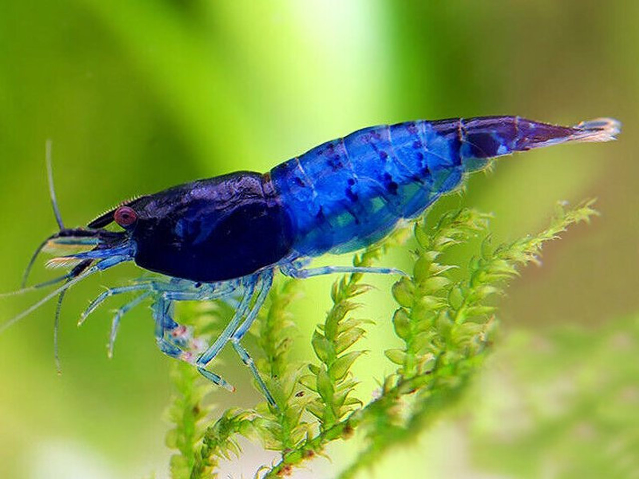 Deep Blue Diamond Shrimp