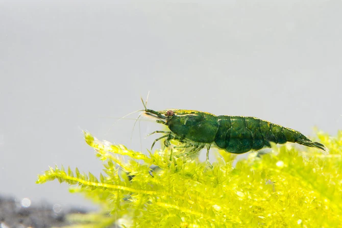 Deep Green Jade Shrimp