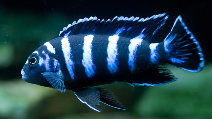 Cichlid - Demasoni