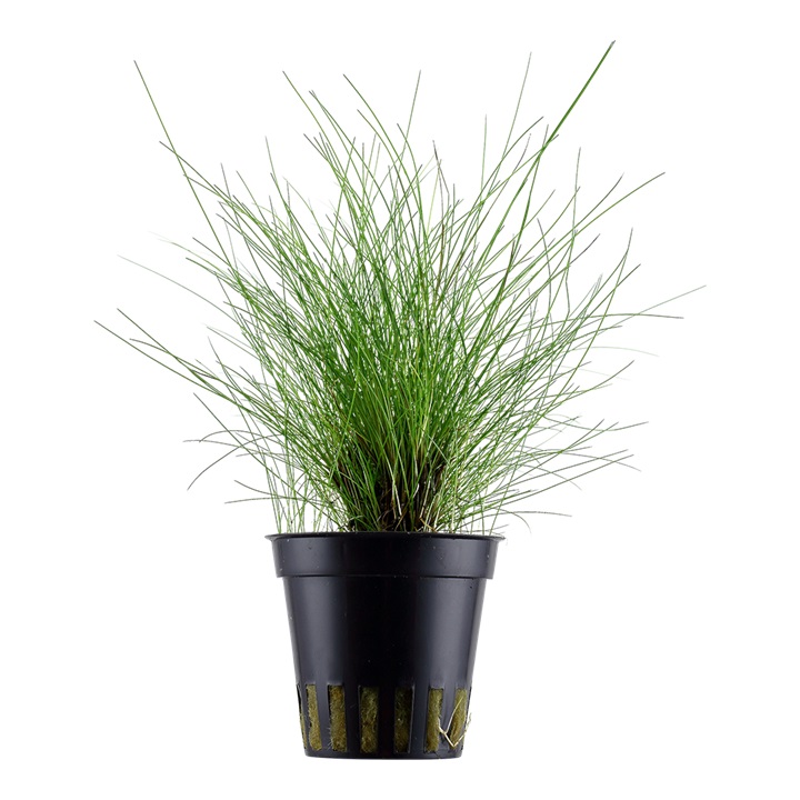 Eleocharis Parvula