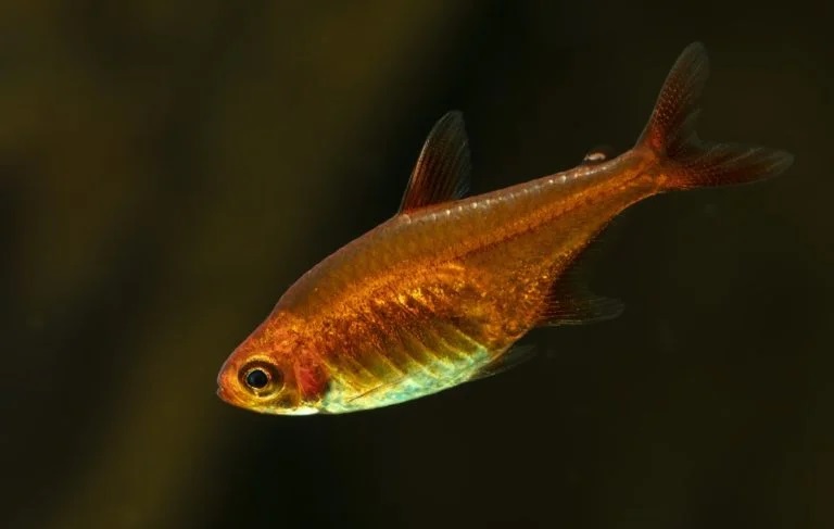 Ember Tetra