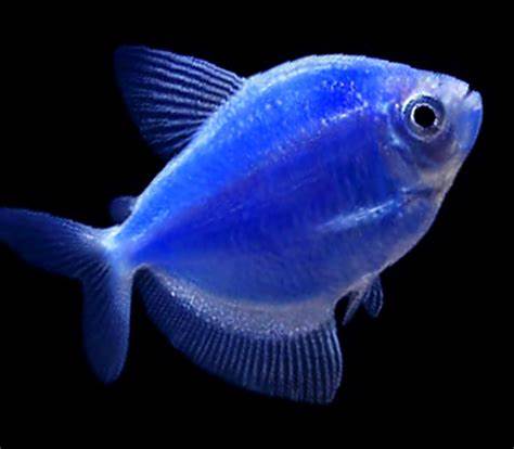 Tetra Glofish - Image 2