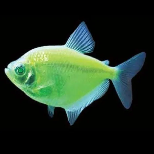 Tetra Glofish - Image 3
