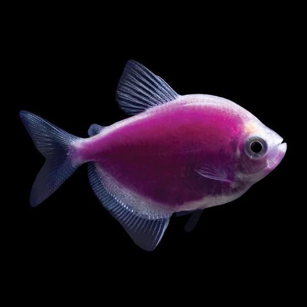 Tetra Glofish - Image 4