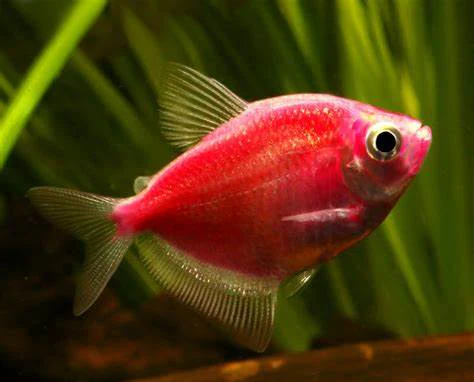 Tetra Glofish - Image 5