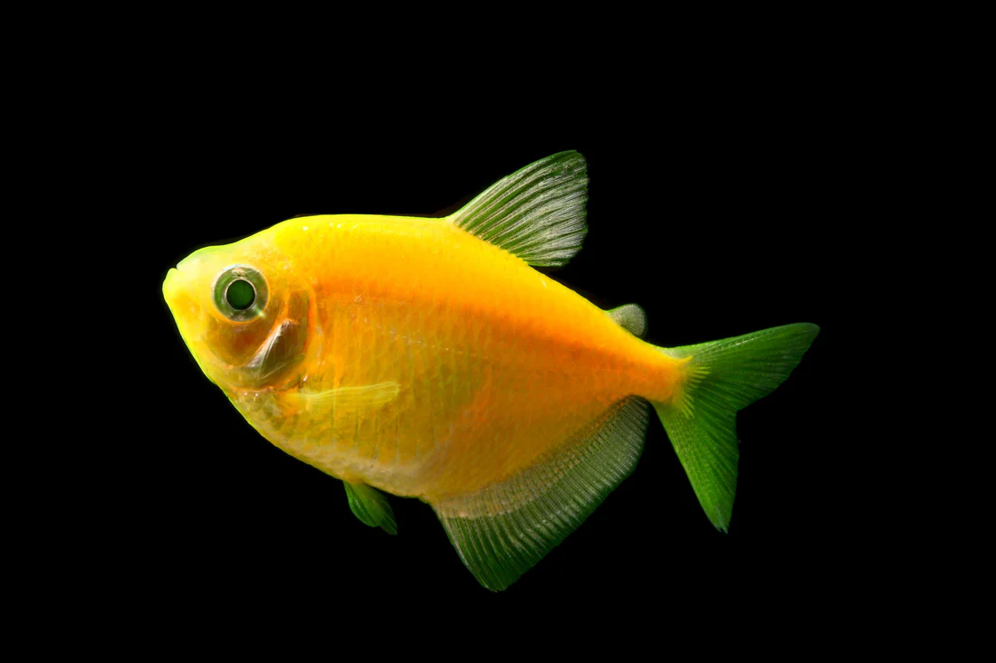 Tetra Glofish - Image 6