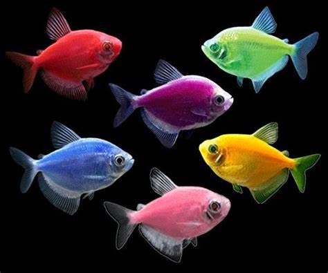 Tetra Glofish