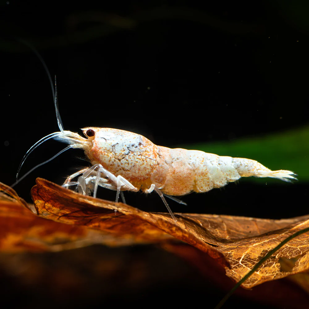 Golden Bee Shrimp