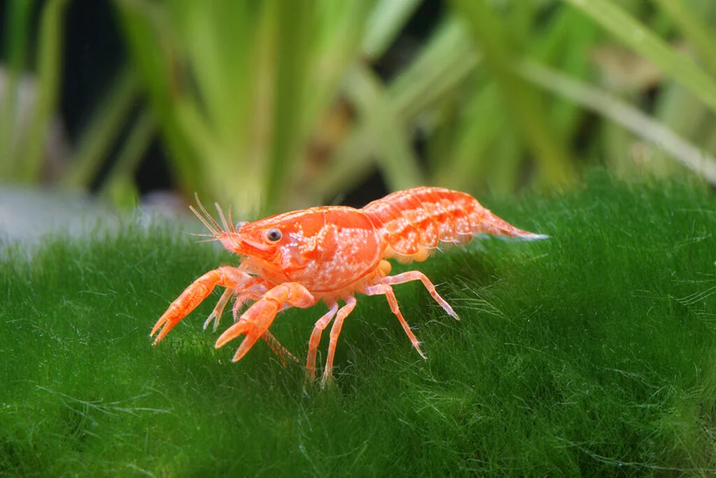 Lobster Orange Mini Mexican