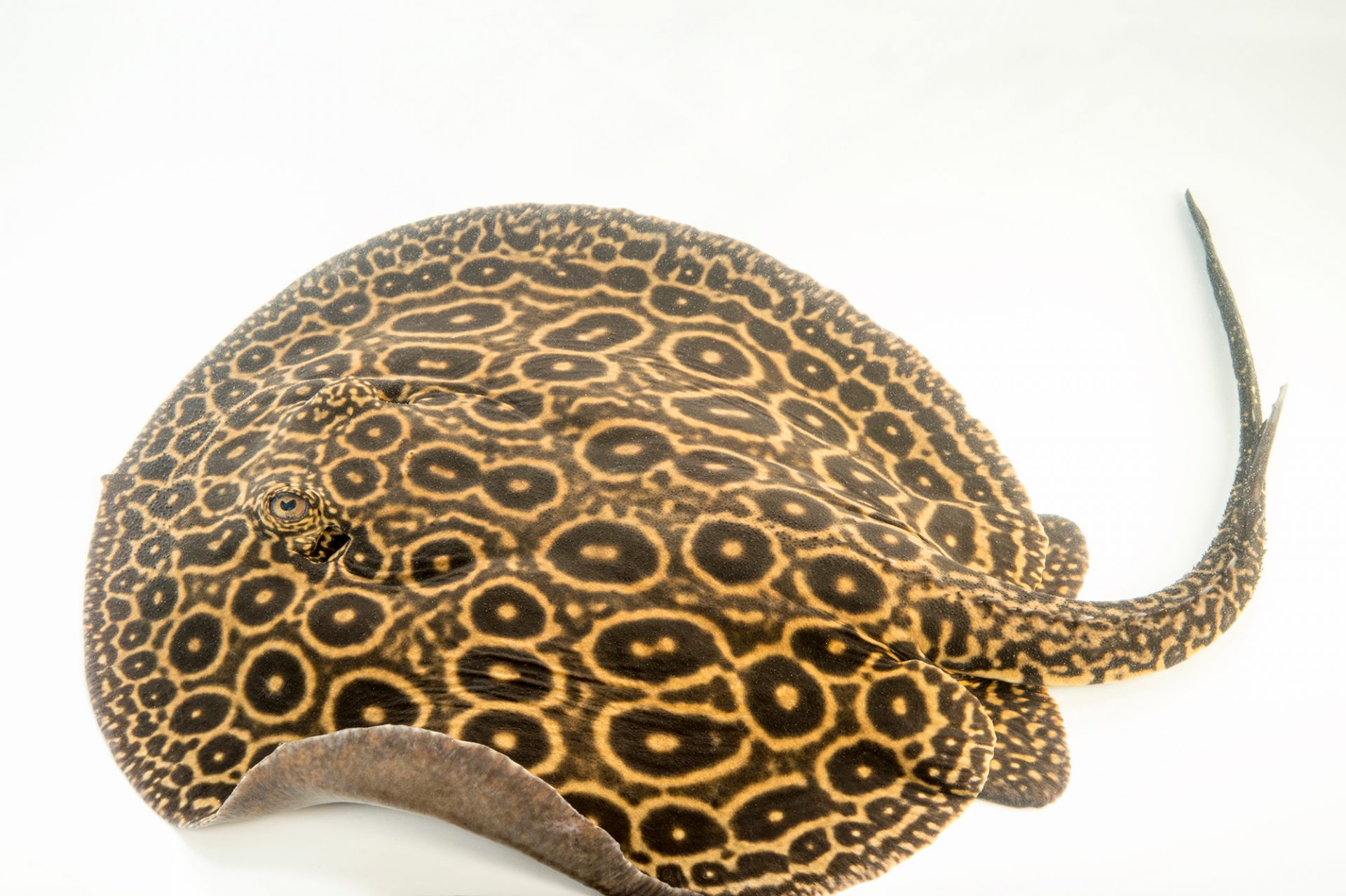 Pearl Stingray