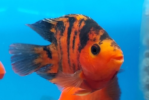 Parrot Red Zebra