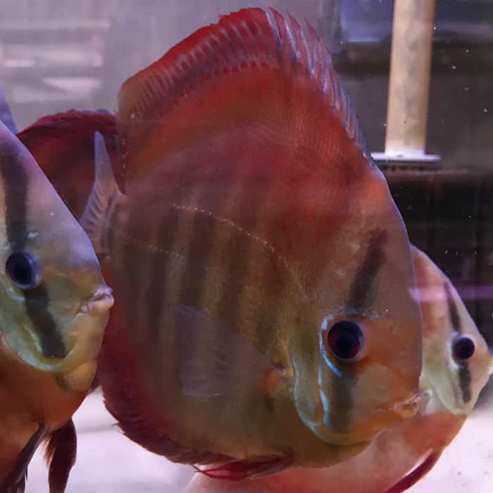 Red Cover Discus