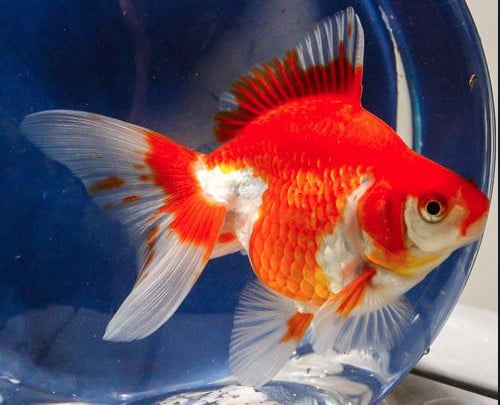 Red and White Ryukin Goldfish