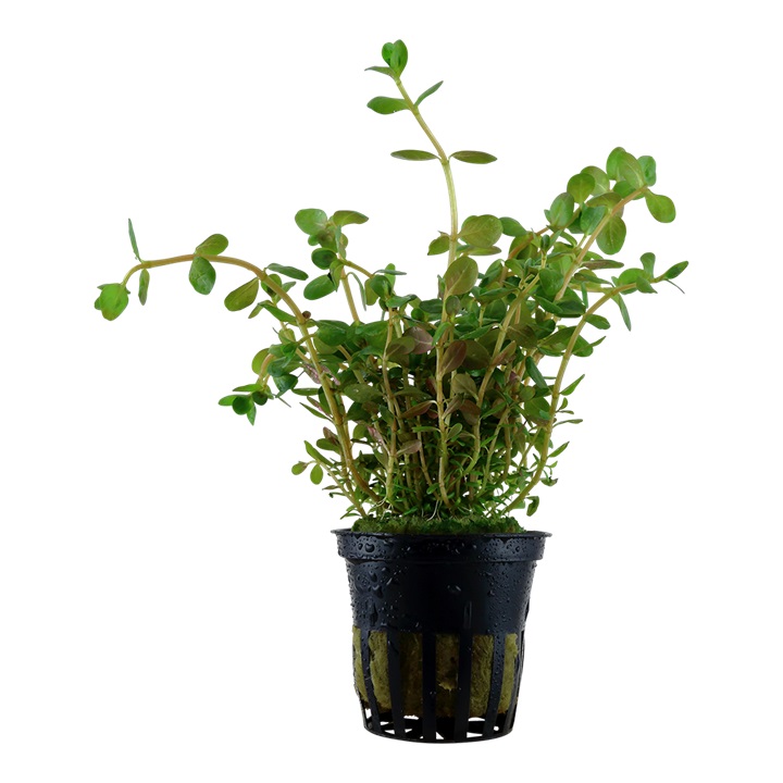 Rotala Rotundifolia