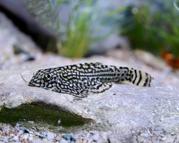 Sewellia Lineolata