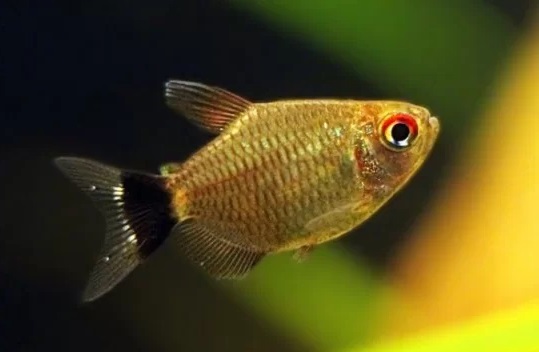 Tetra Balloon Red Eye