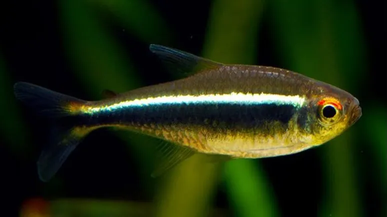 Tetra Black Neon