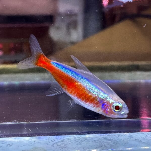 Tetra Cardinal Albino