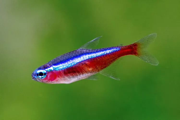 Tetra Cardinal