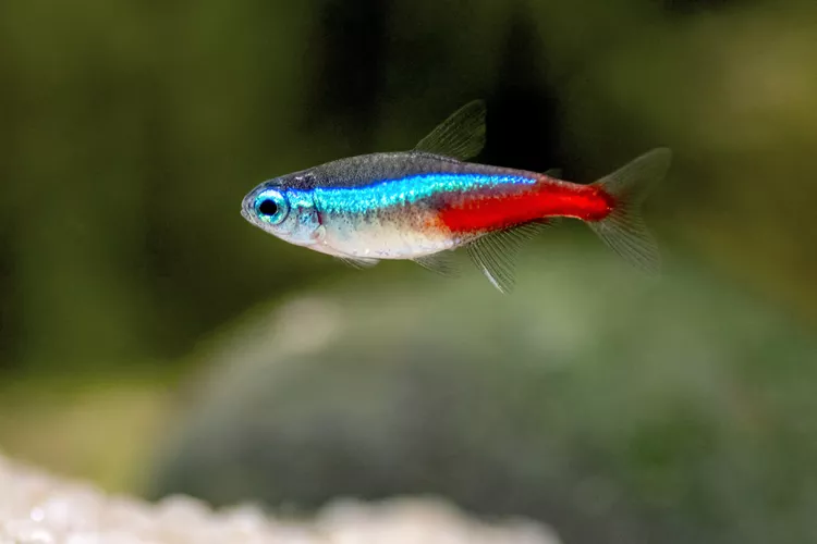 Tetra Neon