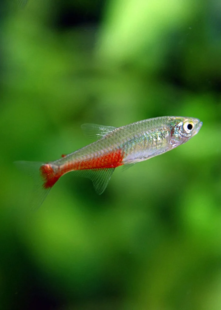 Tetra Red Belly Blood Fin