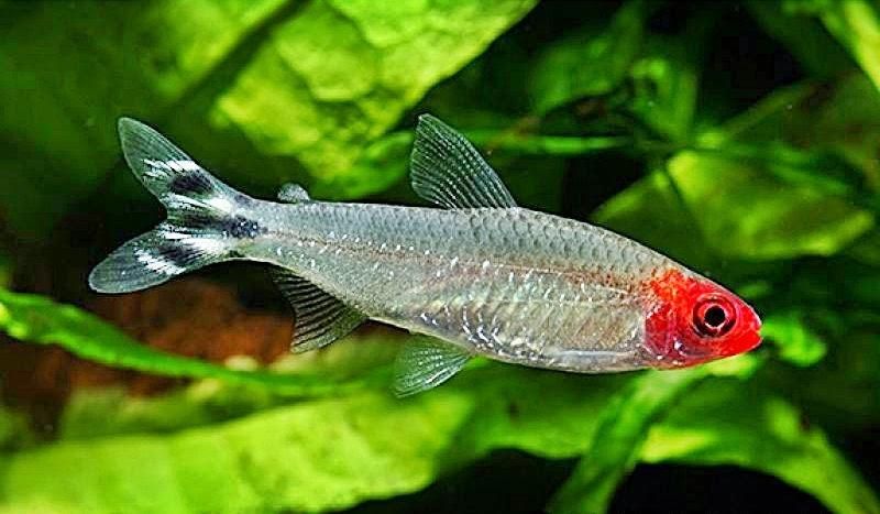 Tetra Rummy Nose