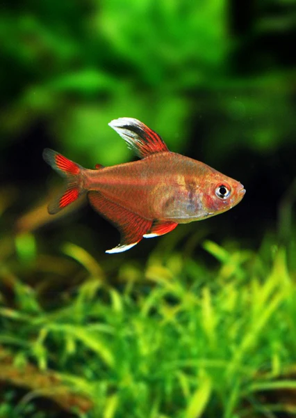 Tetra White Fin Ornatus