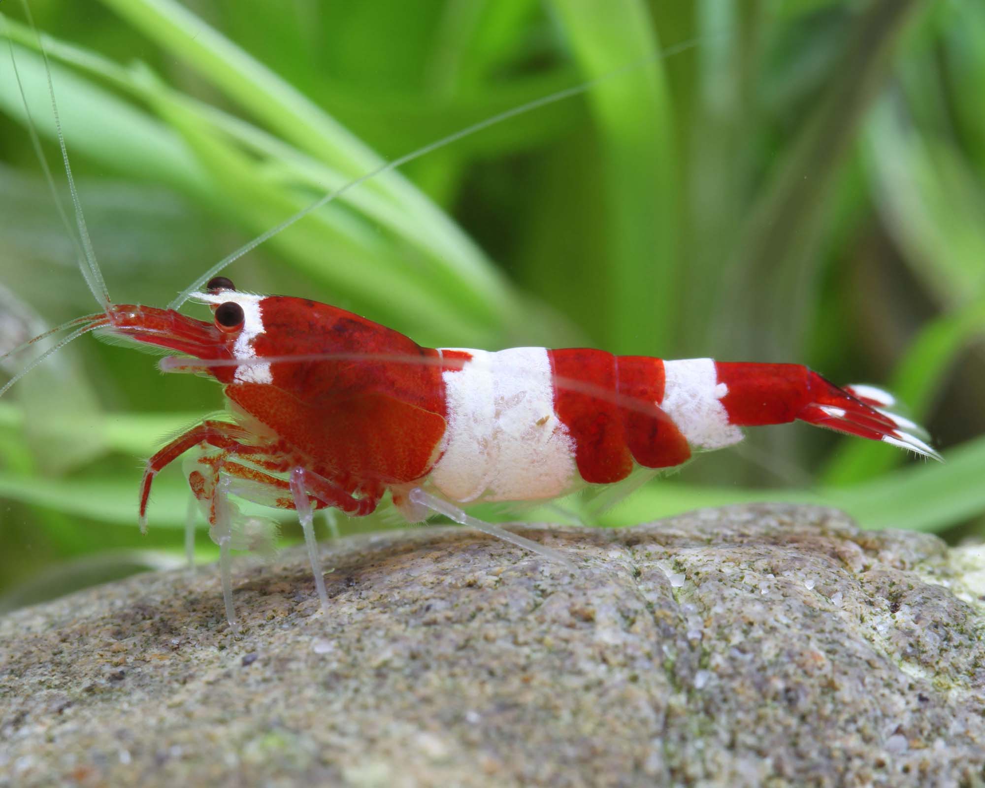 Wine Red Panda Shrimp
