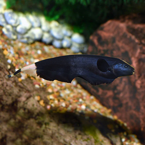 BLACK GHOST KNIFE FISH