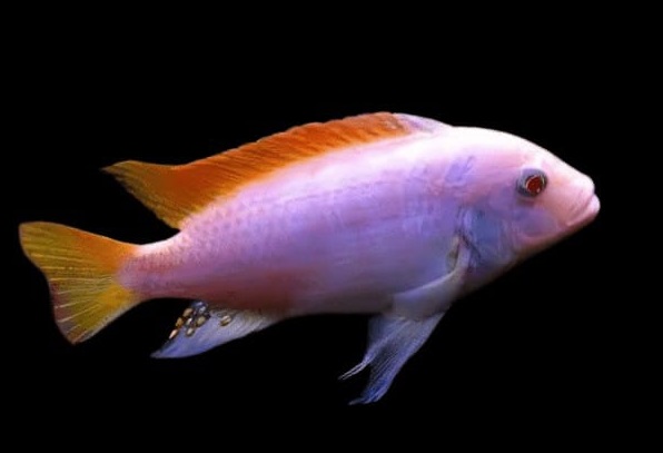 Albino Ice Blue / 白马王子