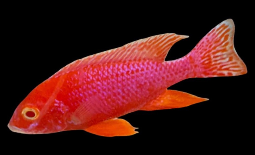 Albino Pink Malawi / 红眼粉红马鲷