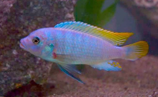 Ice Blue Cichlid / 冰蓝斑马