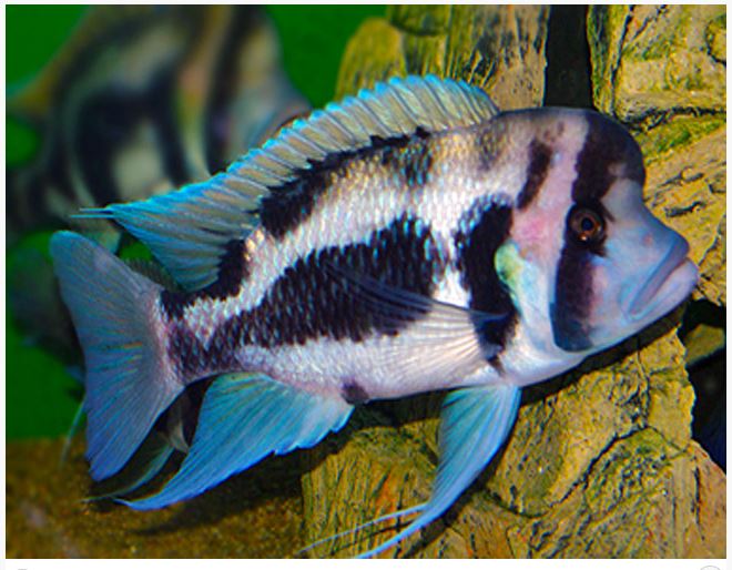 Panda Frontosa / 熊猫六间