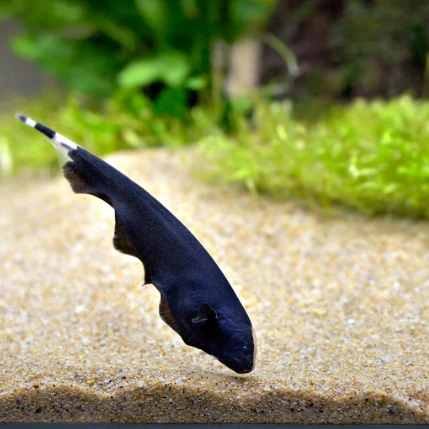 Black Ghost Knifefish / 魔鬼刀鱼