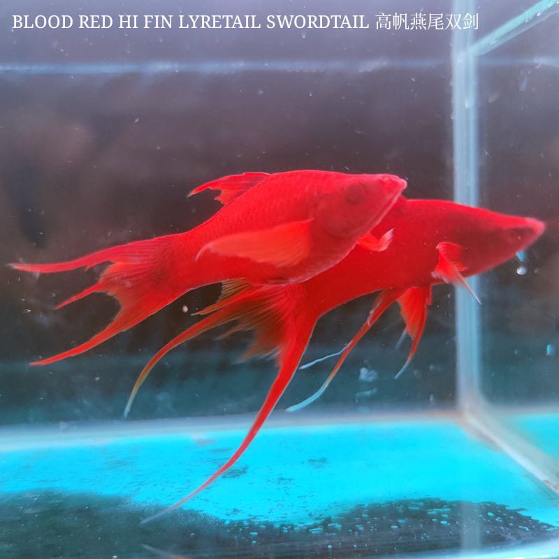 Blood Red Hi Fin Lyretail Swordtail / 高帆燕尾双剑