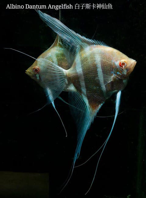 Albino Dantum Angelfish / 白子斯卡神仙鱼