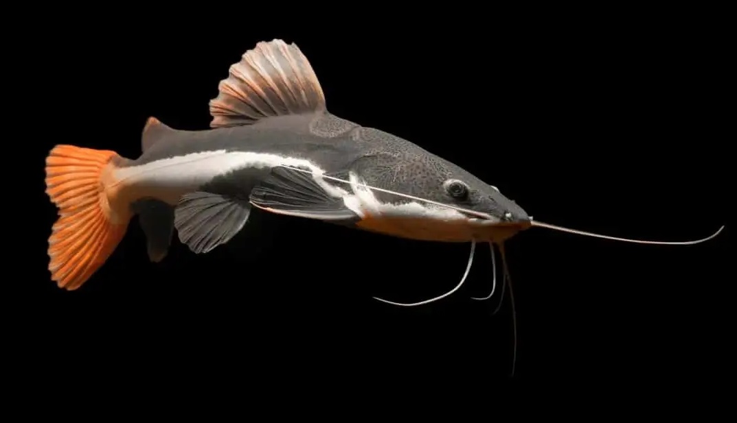 Red Tail Catfish / 红尾猫 - Image 2