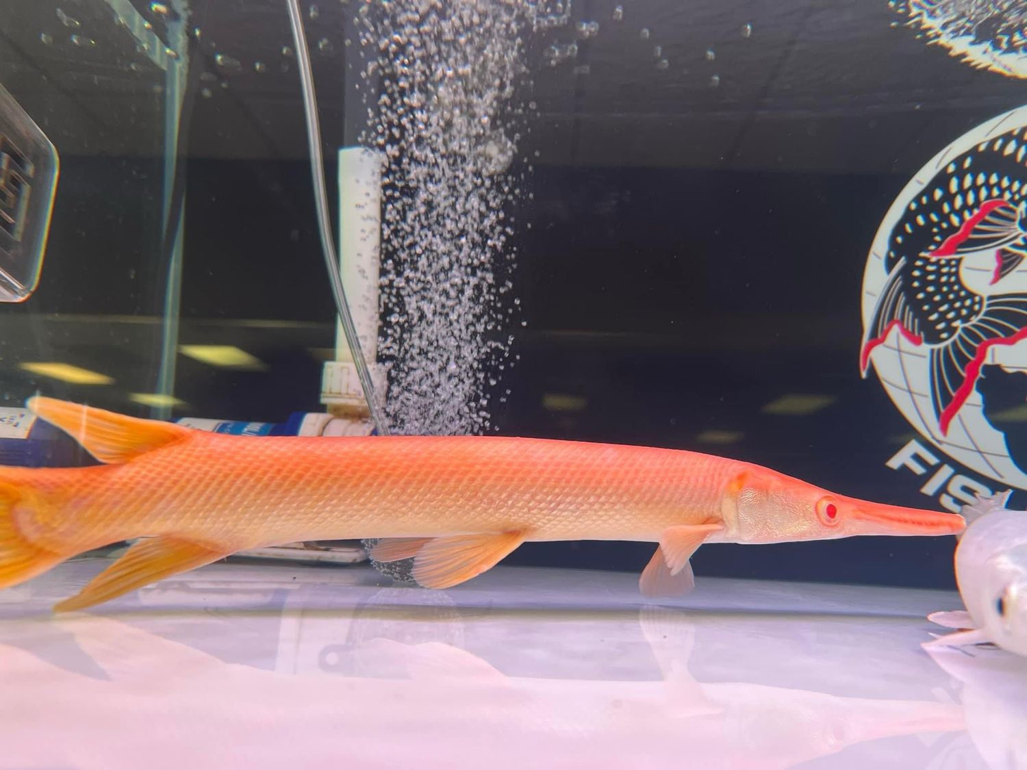 Albino Golden Alligator Gar / 黄金火箭