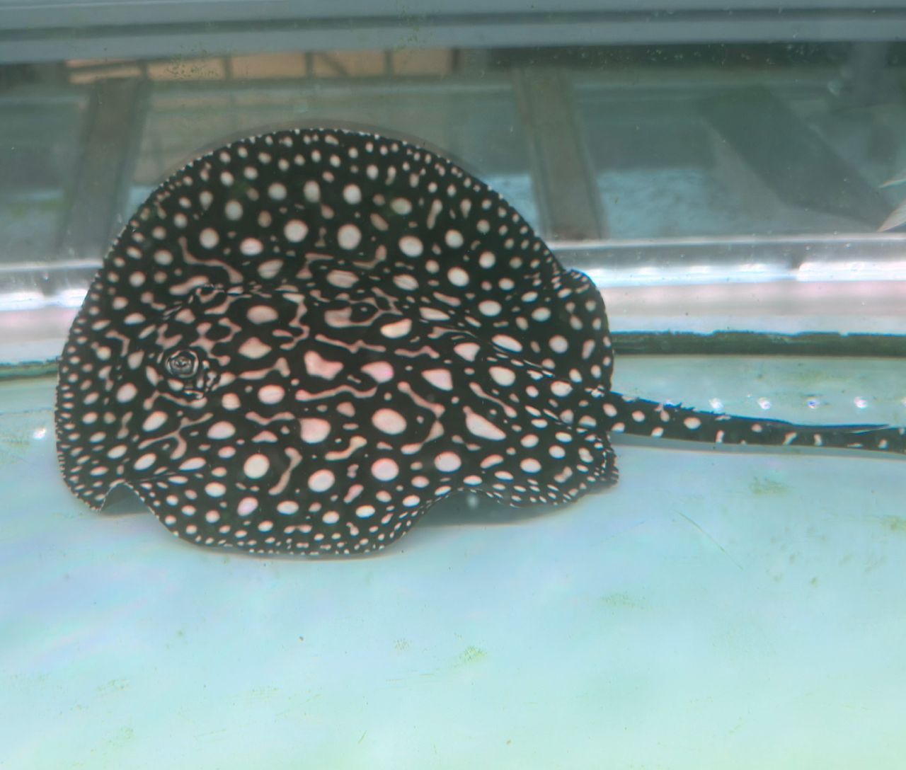 Black Diamond Stingray AA / 皇冠黑白魟 AA