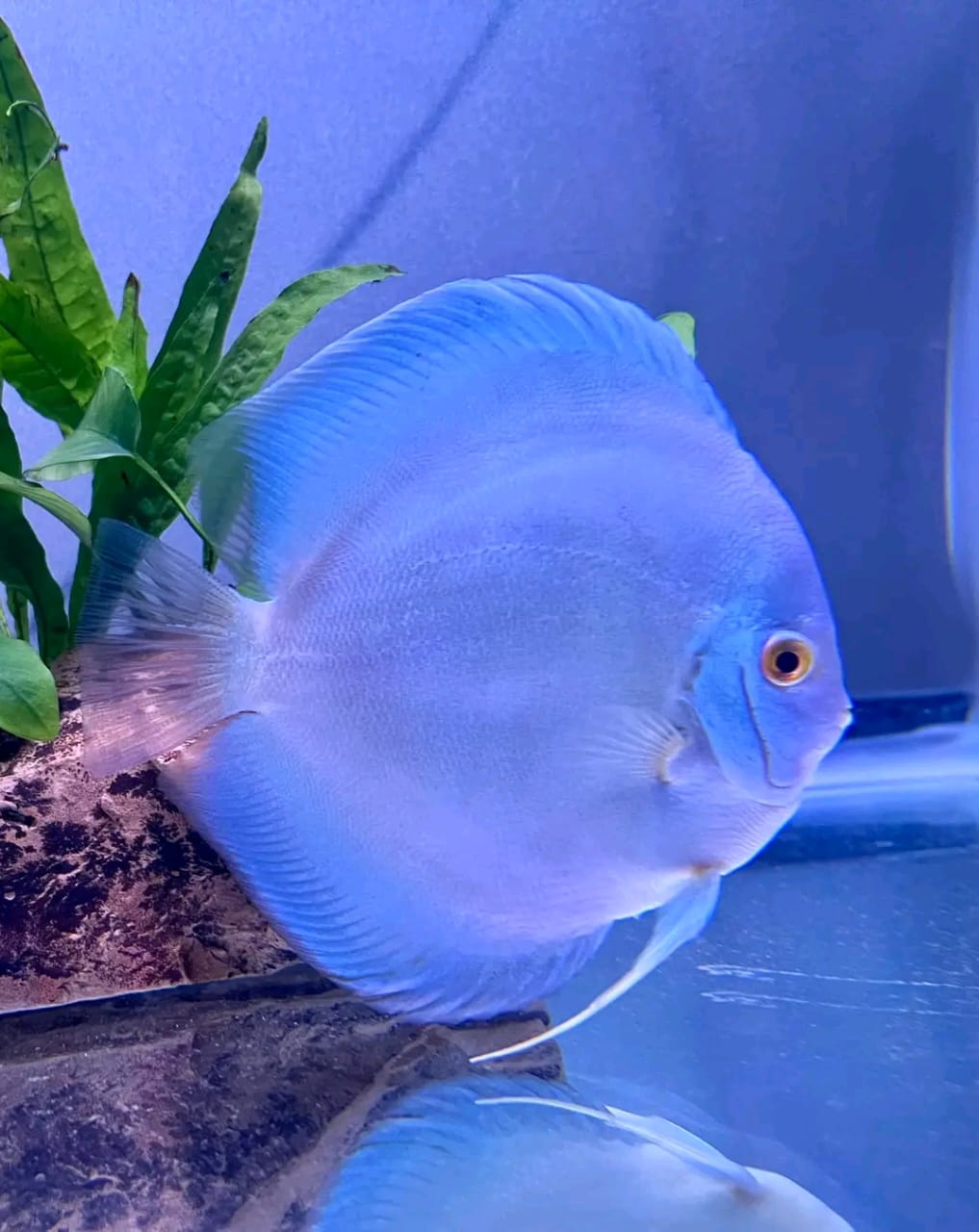 Blue Diamond Discus / 蓝钻石七彩神仙